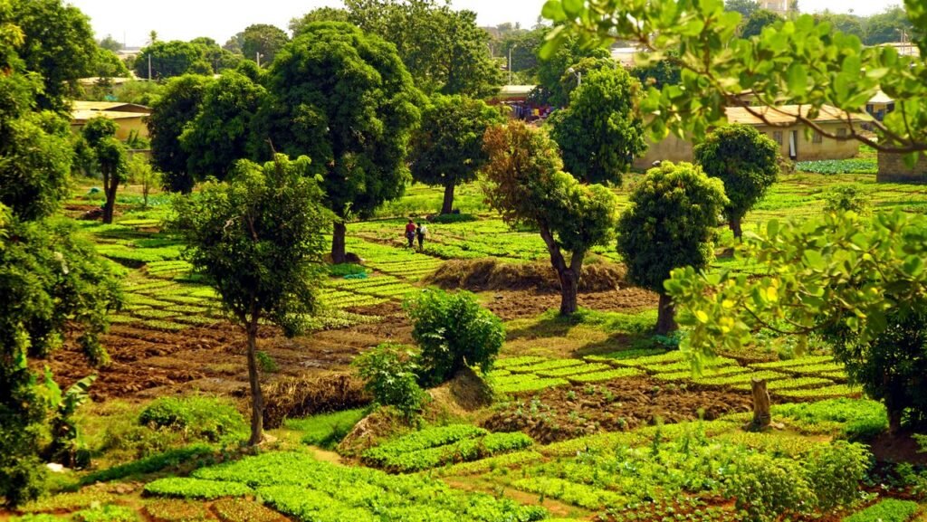 Lush green farmland with trees in Tenkodogo, exhibiting a rural landscape.