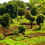 Lush green farmland with trees in Tenkodogo, exhibiting a rural landscape.